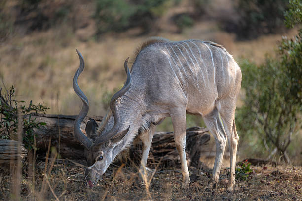 istock Male Kudu 2250597477