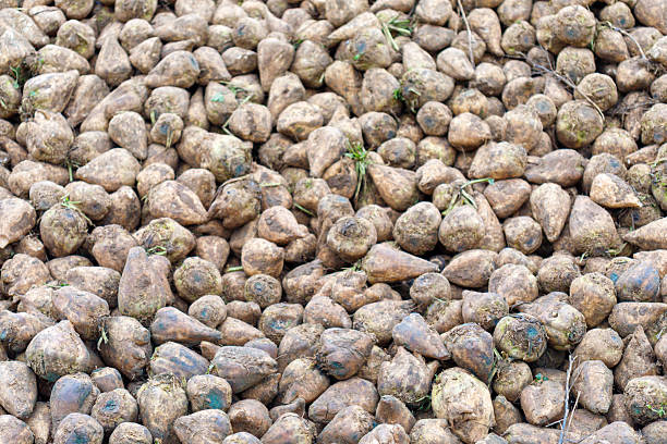 Sugar beets forming a large pile after harvest, ready for processing into sugar