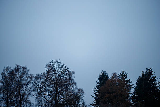 Tree lines creating a minimalist silhouette against a blue winter sky