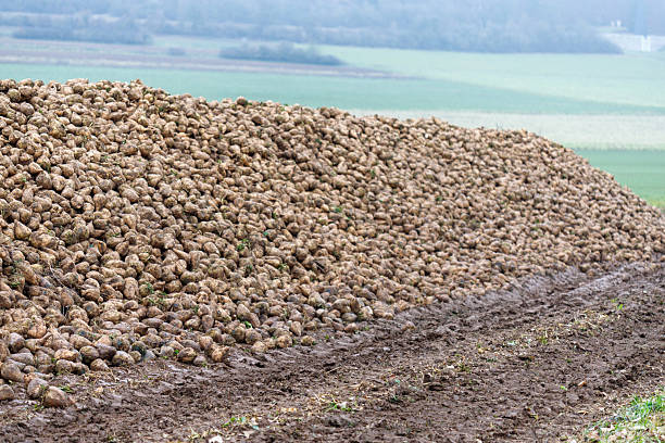 istock Large pile of sugar beet roots on field 2250598103