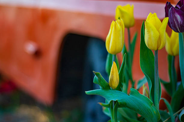 Yellow tulips bloom vibrantly in a garden setting, contrasting beautifully with an orange vehicle in the background. The scene captures the joy of spring amidst nature.