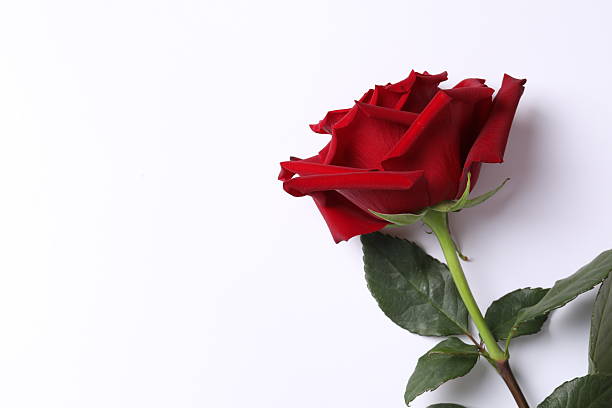 istock Beautiful red rose, close up 2250600984