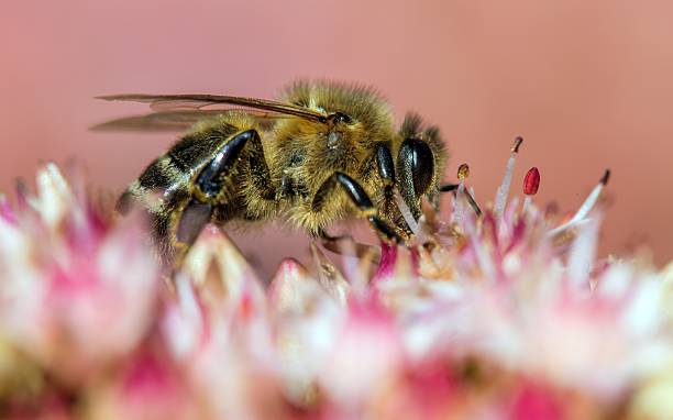 istock bee or honeybee in Latin Apis Mellifera on flower 2250601132