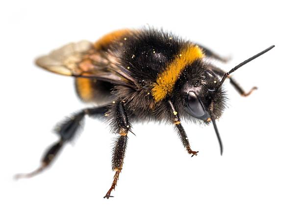 istock Bumblebee buff-tailed Bombus terrestris isolated white 2250602469