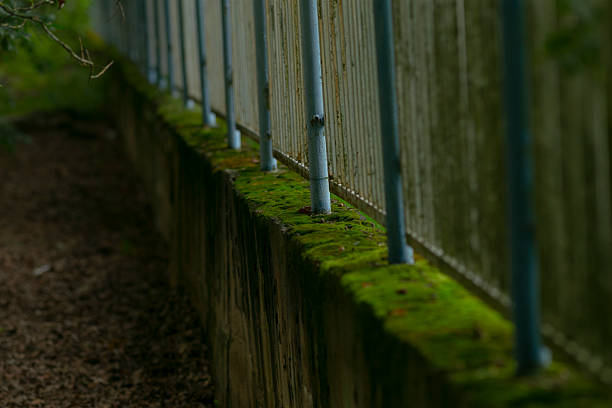 Peaceful park scene with moss, Serene urban setting featuring mossy railing and calming greenery, Tranquil city park view showcasing aged railing covered in soft green moss and damp textures