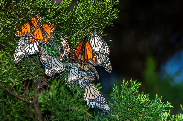 Monarch butterflies (Danaus plexippus) resting on a tree branches in their winter nesting area.Taken in Santa Cruz, California, USA