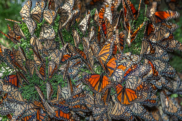 Macro close up of an Monarch Butterfly Wing