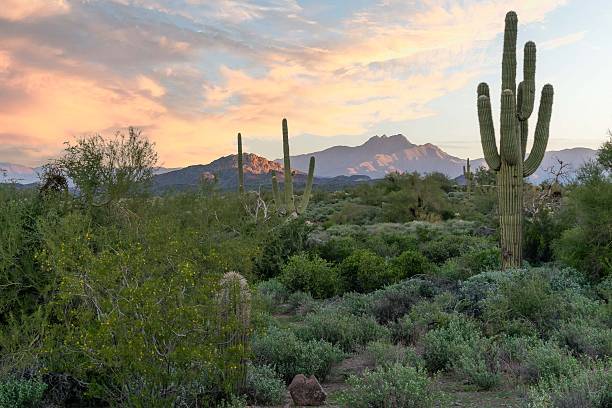 istock Sonoran Garden 2250607549