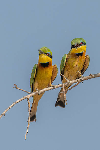 istock Little Bee-eaters on a branch 2250610733
