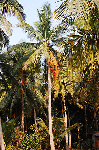 istock Tall coconut palm trees in a lush tropical setting 2250615050