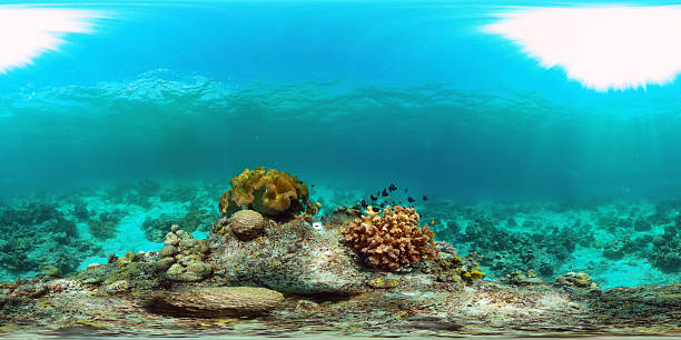 istock Coral reef and tropical fish. Philippines. Virtual Reality 360 2250615149