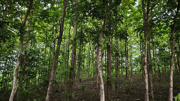 istock Lush Tropical Forest Canopy and Thin Trunks: Dense Woodland View on a Sloping Hill with Vivid Green Foliage and a Small Concrete Marker at the Base 2250615171