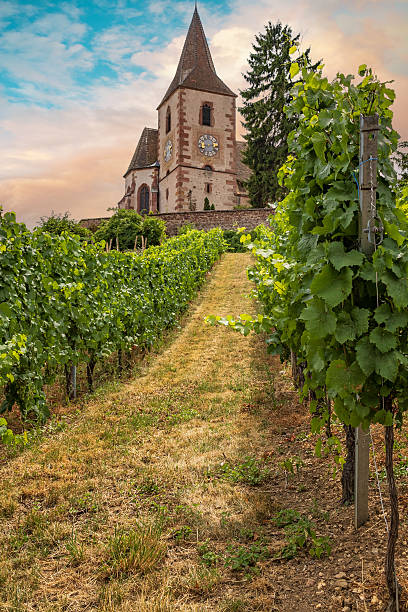 istock church in the vineyard in Alsace 2250615226