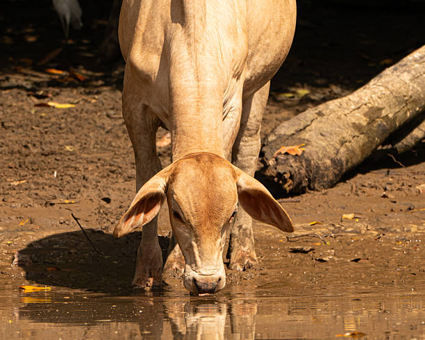 istock Cattle on the Sierpe River in Costa Rica 2250615434