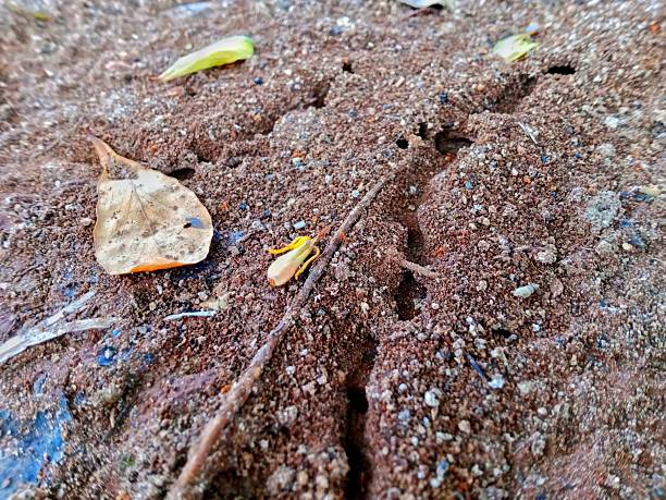 In a close-up view of the forest floor, leafcutter ants are seen carrying sections of leaves back to their colony, displaying remarkable teamwork and coordination