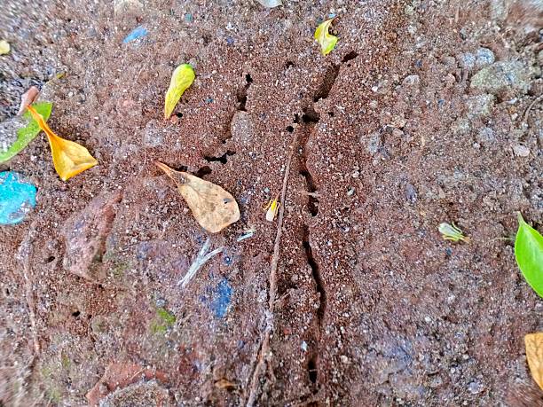 Anthill in sand