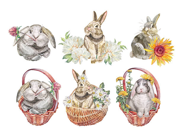 Watercolor set with bunny and dandelion in basket isolated on white background. Hand-drawn spring summer clipart with rabbit for celebration 8 March. Flower clover and animal hare for wallpaper.