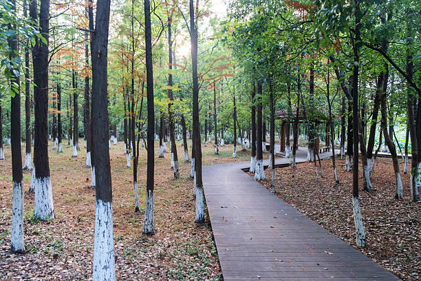 boardwalk in the City Park