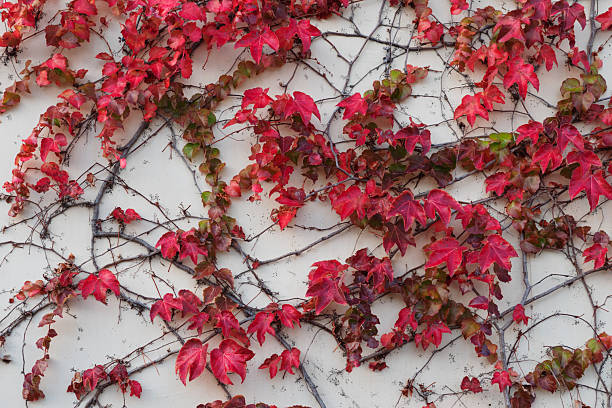 istock Autumn-colored ivy leaves 2250622832