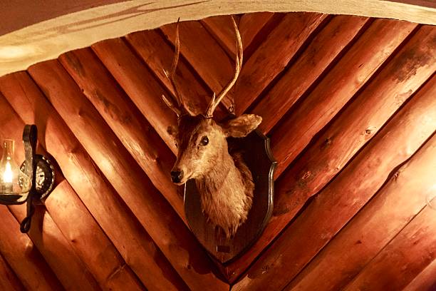 istock Lodge Trophy: Deer Taxidermy on a Rustic Wood Wall 2250625075