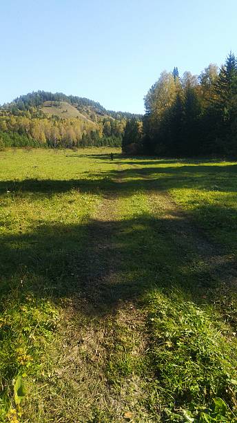 istock a walk in the forest in early autumn 2250626641