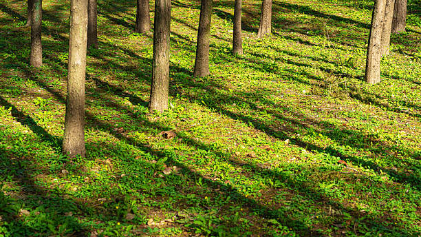 Tree trunks in the lush green garden with sunlight