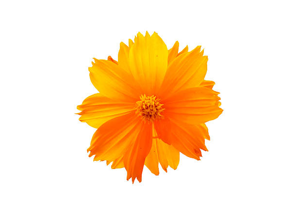 istock Beautiful yellow flowers 2250627558