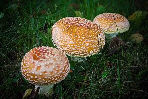 Agaricus is a genus of mushroom-forming fungi containing both edible and poisonous species, with over 400 members worldwide and possibly again as many disputed or newly discovered species. The genus includes the common mushroom and the field mushroom, the dominant cultivated mushrooms of the West.