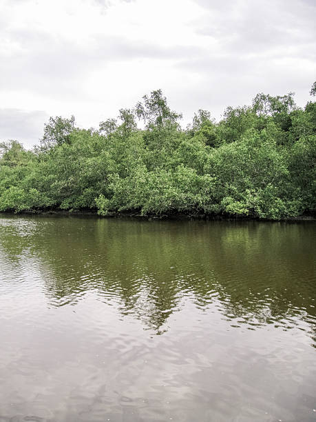 istock Lush Mangrove Forest on Tranquil Tropical River Under Overcast Sky 2250630187