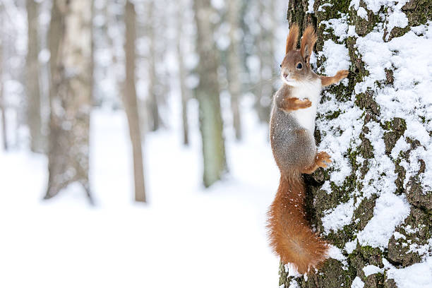 istock curious fluffy squirrel sitting on tree trunk covered with snow. 2250631882