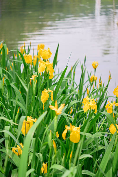 [Hananoki Park] Yellow irises blooming by the water.