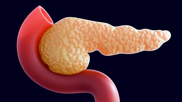 istock The pancreas and its anatomical relationship with the duodenum. 2250634111