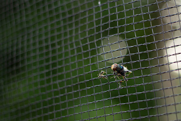 istock green fly caught in a black plastic 2250635553