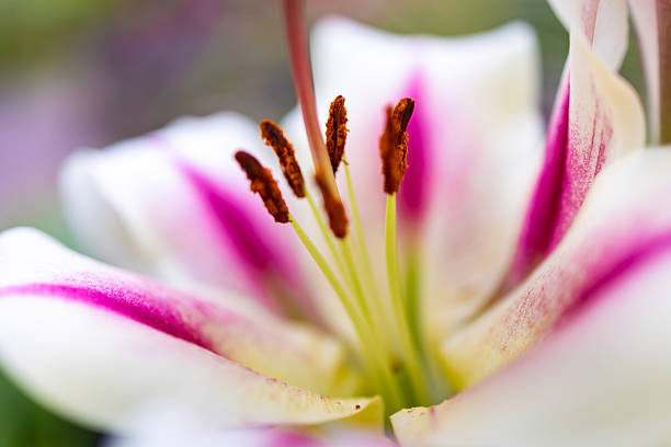 Beautiful white pink lily flower close up
