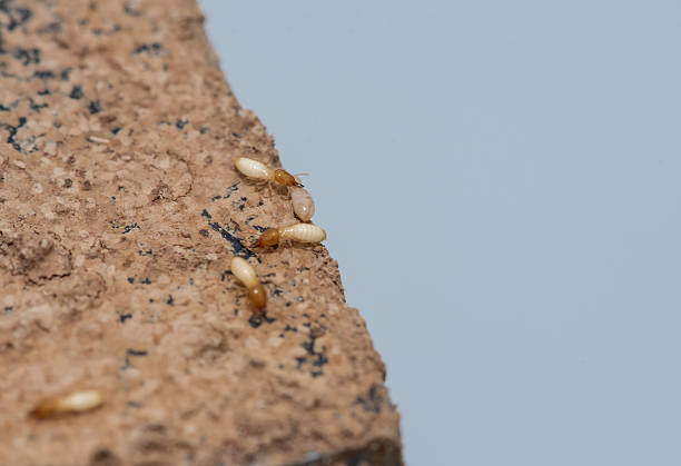 Close up of Termites Eating wood, (Termite damage house)
