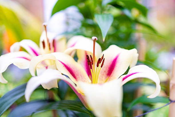 Lily bright orange flower with leaves isolated cutout object side view, houseplant in pot floral bouquet, clipping path soft focus