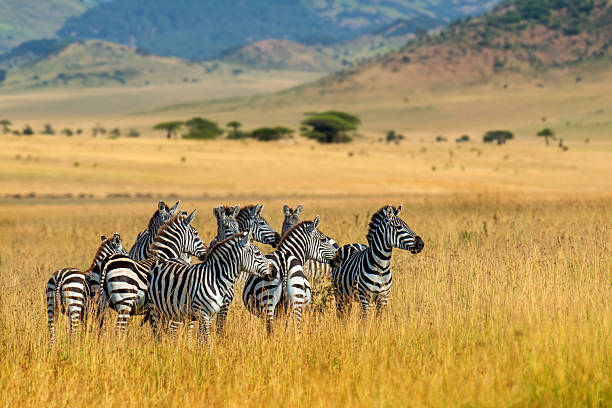 istock Herd of zebra standing on dry grass field 2250637773