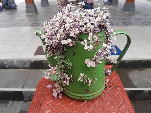 Trailing Callisia plant overflowing from a decorative green teapot planter. Creative home gardening using a vintage metal container. Pink and green foliage spilling from a unique pot.
