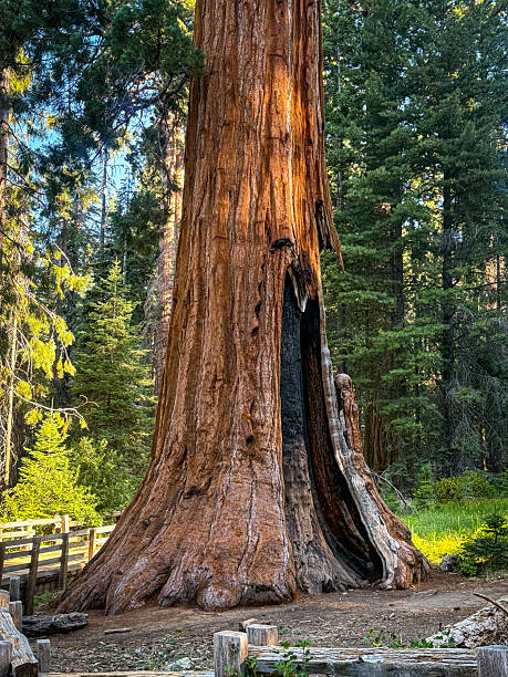 istock Giant sequoia trees in sequoia national park California 2250639237