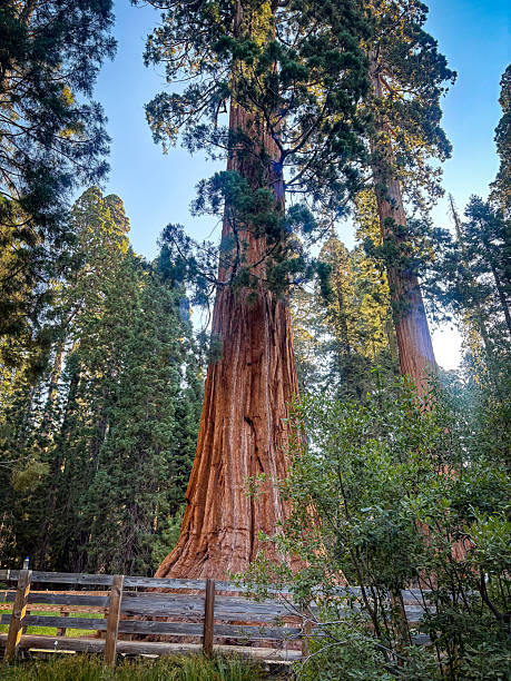 istock General Sherman Giant sequoia tree in sequoia national park California 2250639251