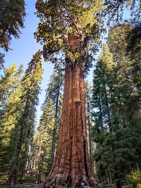istock General Sherman sequoia tree in sequoia national park California 2250639253