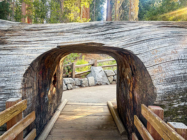 Giant redwood trees in the forest of sequoia national park california with a pathway cut in it.