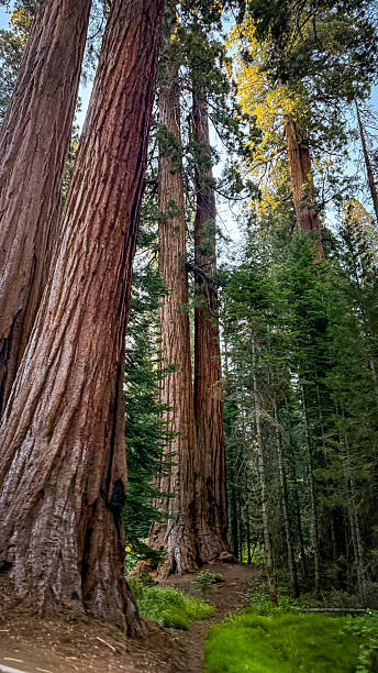 istock Giant sequoia trees in sequoia national park California 2250639272