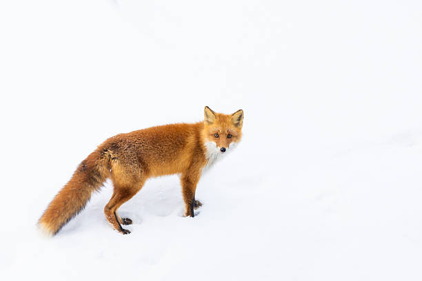 A red fox in Hokkaido stops to look towards camera in the snow.