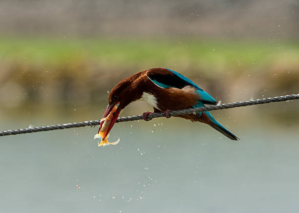 Beautiful common kingfisher catching a goldfisch in a pond. The kingfisher eats the goldfish head first.To get it into the right position, he throws it into the air.