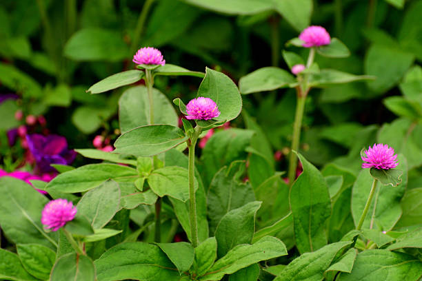 Gomphrena globosa, commonly called globe amaranth, is an annual that grows on upright branching stems. The true flowers are tiny and inconspicuous white to yellow trumpets that are only visible close-up. It is the bright bracts with clover-like flower heads that provide the colorful bulk of its structure from June to October. The range of flower head colors include red, pink, purple, lilac, violet and white. Within the flowerheads, the true flowers are small and inconspicuous.