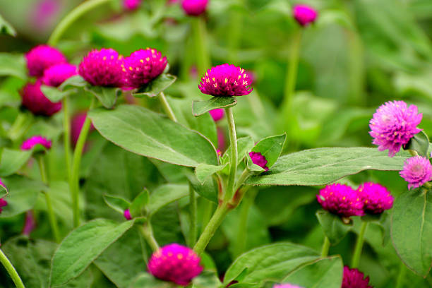 Gomphrena globosa, commonly called globe amaranth, is an annual that grows on upright branching stems. The true flowers are tiny and inconspicuous white to yellow trumpets that are only visible close-up. It is the bright bracts with clover-like flower heads that provide the colorful bulk of its structure from June to October. The range of flower head colors include red, pink, purple, lilac, violet and white. Within the flowerheads, the true flowers are small and inconspicuous.