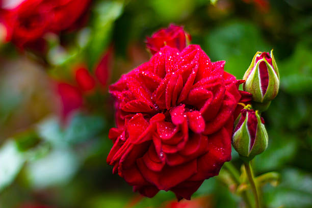 Beautiful red roses flowers close up