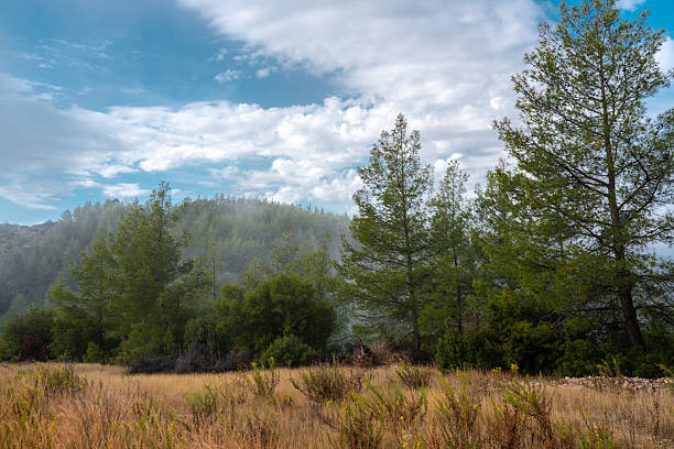 istock Pine forest landscape with dry grass field under bright sky 2250644091