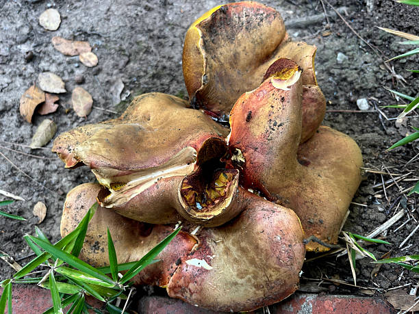 Boletus Fungi. Berkeley, California